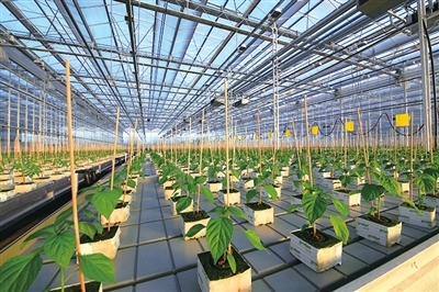 東方城鄉(xiāng)報數(shù)字報刊平臺-上海參展農(nóng)業(yè)科技成果