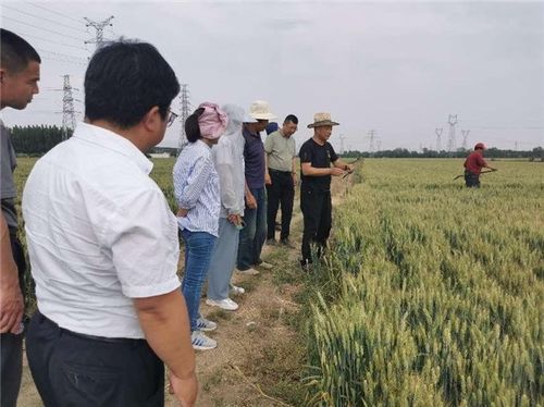 拓廣度 增厚度 挖深度,中國人壽財(cái)險(xiǎn)助力三夏生產(chǎn) 護(hù)航糧食安全