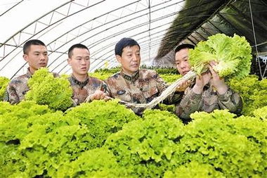 總后農副業科技服務站建現代農場 豐富 菜籃子