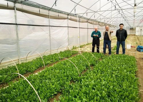 賀州這里的農(nóng)業(yè)科技大顯身手,農(nóng)產(chǎn)品直供粵港澳餐桌