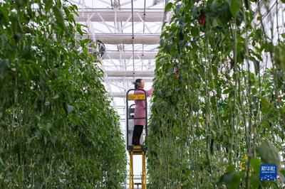 追著雪花看新疆丨新疆昌吉:走進(jìn)"未來農(nóng)業(yè)"