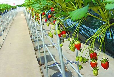 中日荷三國&ldquo;植物工廠&rdquo;的最新發(fā)展案例一覽