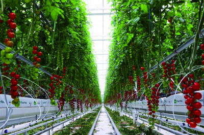 全鏈賦能 科技驅動 首農食品集團全力拎穩(wěn)首都'菜籃子'農業(yè)科技服務