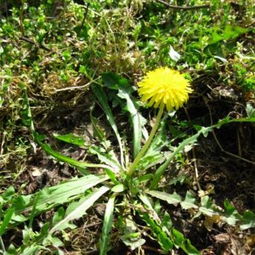 農娃子精品野菜系列 蒲公英的營養(yǎng)價值與高清美圖鑒賞